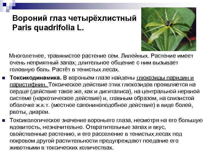 Вороний глаз четырёхлистный Paris quadrifolia L. n n Многолетнее, травянистое растение сем. Лилейных. Растение