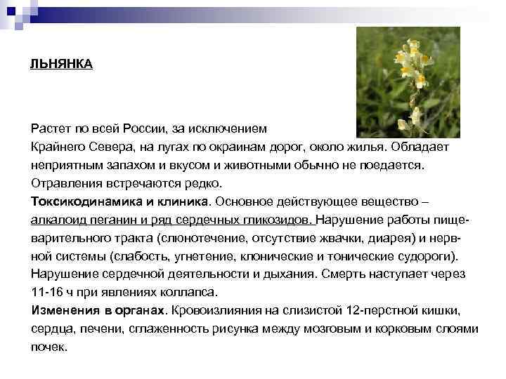 ЛЬНЯНКА Растет по всей России, за исключением Крайнего Севера, на лугах по окраинам дорог,