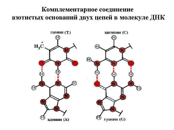 Комплементарное соединение азотистых оснований двух цепей в молекуле ДНК 