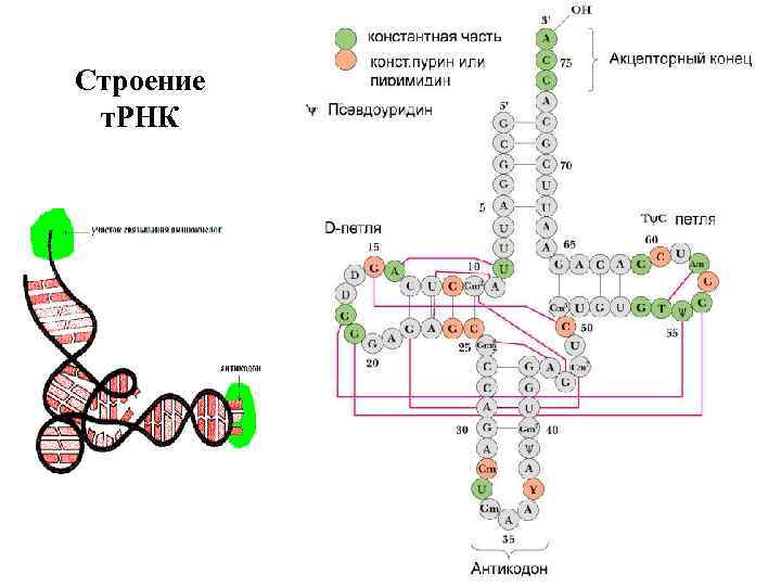 Строение т. РНК 