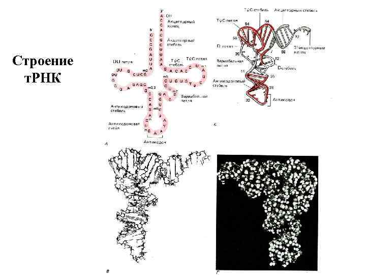 Строение т. РНК 