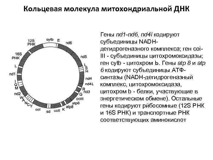 Кольцевая молекула