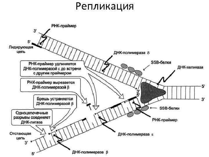 Репликация 