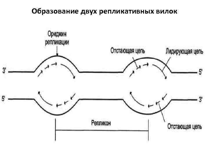 Образование двух репликативных вилок 