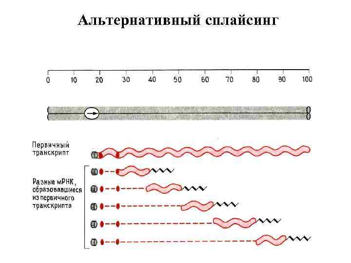 Альтернативный сплайсинг 