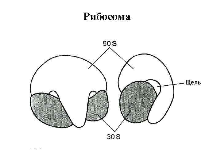 Рибосома 