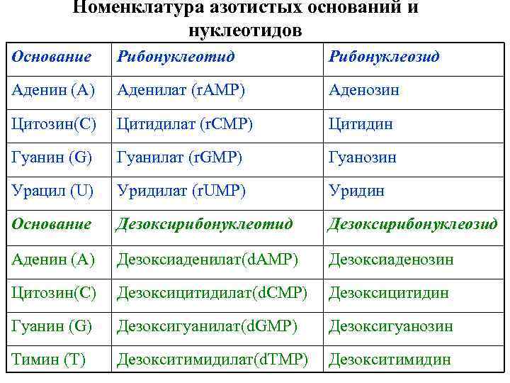 Номенклатура азотистых оснований и нуклеотидов Основание Рибонуклеотид Рибонуклеозид Аденин (А) Аденилат (r. AMP) Аденозин