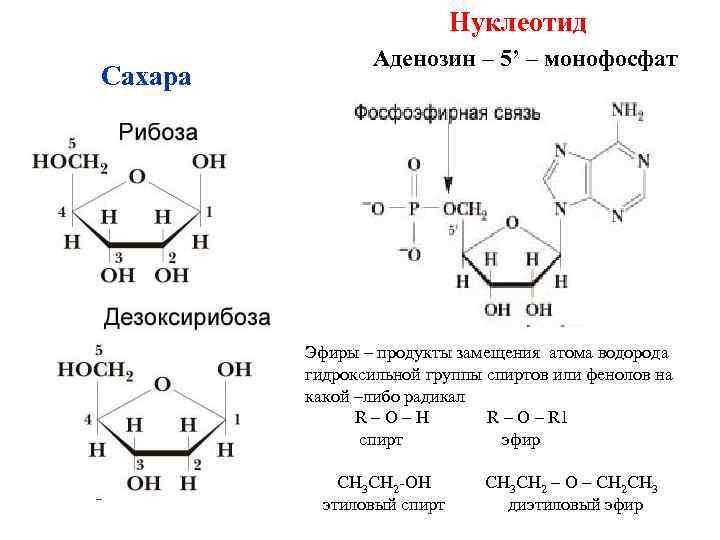 Нуклеотид Сахара Аденозин – 5’ – монофосфат Эфиры – продукты замещения атома водорода гидроксильной