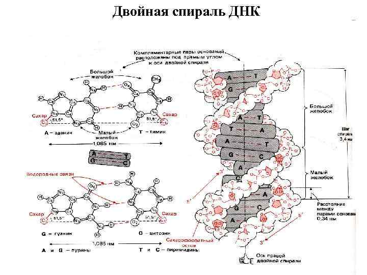 Двойная спираль ДНК 