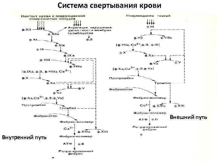 Схемы свертывания крови по внешнему и внутреннему пути