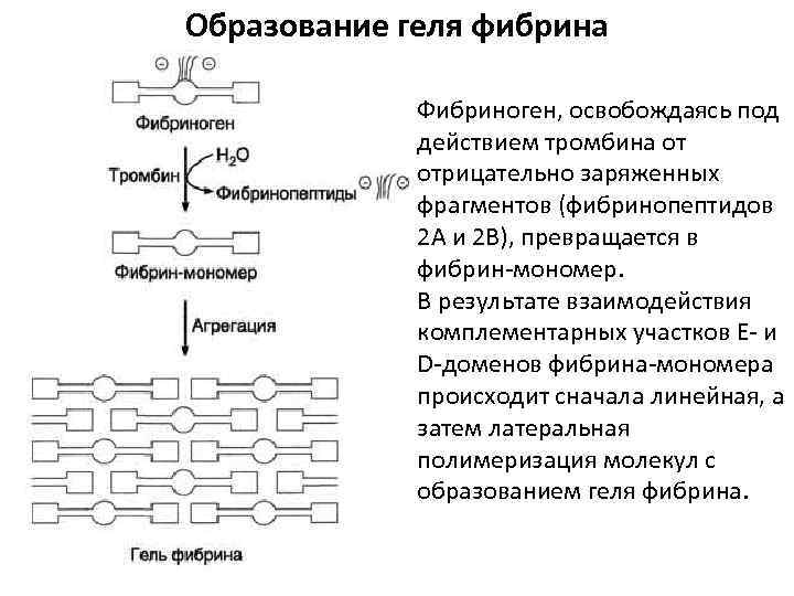 Образование тромба взаимодействие тромбина с фибриногеном