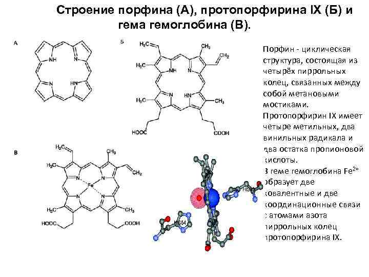 Микроэлемент входящий в состав гемоглобина