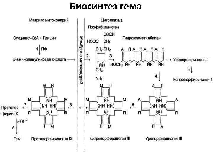 Схема синтеза гема биохимия