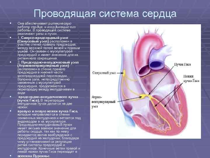 Сердечный обеспечивать. Проводящая система сердца обеспечивает. Перегородка между правым и левым предсердием. Перегородка между предсердиями и желудочками. Между левым предсердием и левым желудочком расположен.