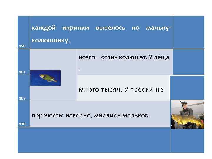 каждой икринки вывелось по мальку156 колюшонку, всего – сотня колюшат. У леща 161 –