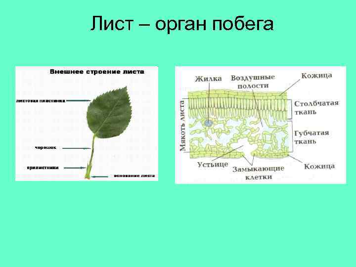 Лист это орган. Органы листа и их функции. Лист орган растения. Лист как орган растения. Строение органов листа.