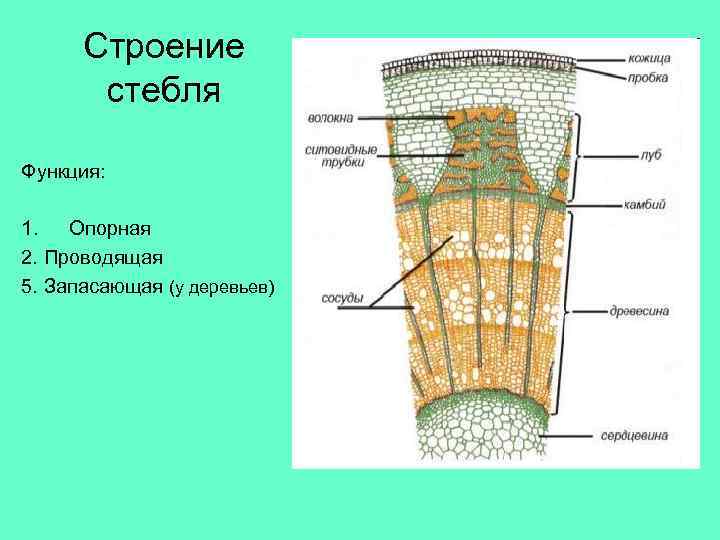 Строение стебля Функция: 1. Опорная 2. Проводящая 5. Запасающая (у деревьев) 