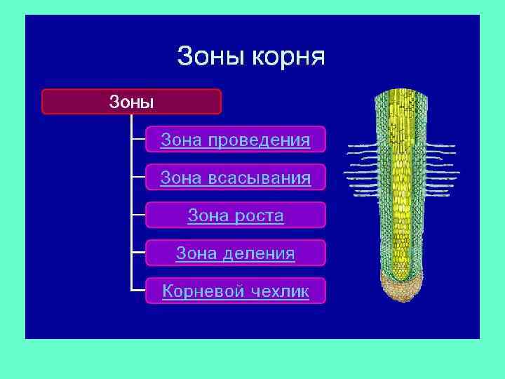 Зона всасывания корня. Биология 6 кл зоны корня. Зона роста корневой чехлик зона деления зона всасывания.