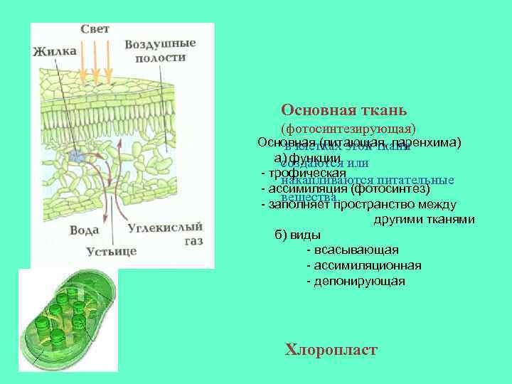 Какой буквой на рисунке обозначена фотосинтезирующая ткань