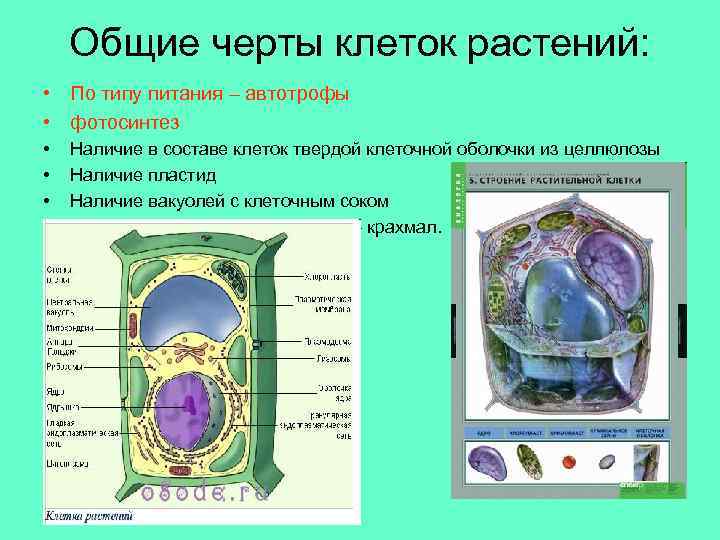 Общие черты клеток растений: • По типу питания – автотрофы • фотосинтез • •