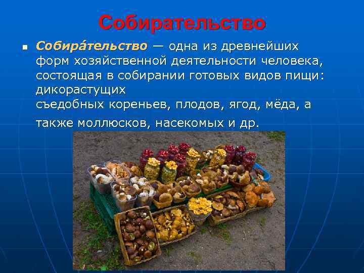 n Собирательство Собира тельство — одна из древнейших форм хозяйственной деятельности человека, состоящая в