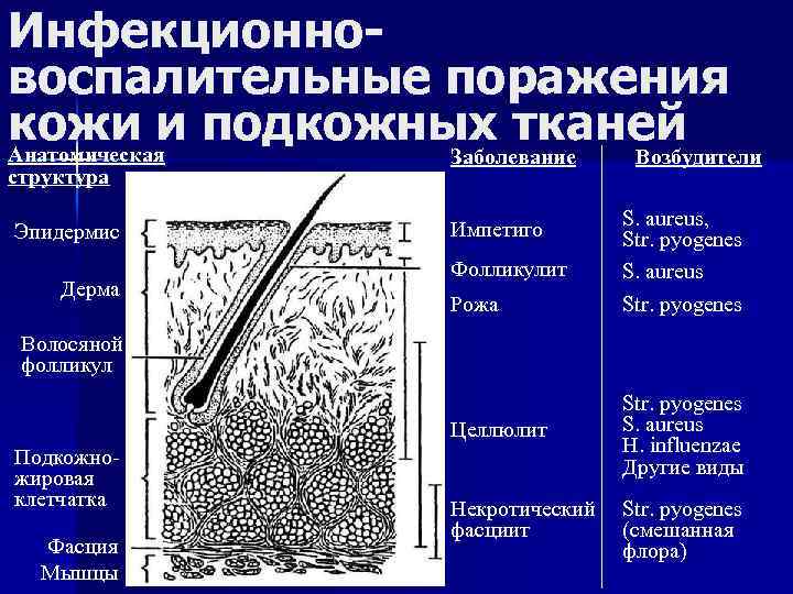 Инфекционновоспалительные поражения кожи и подкожных тканей Анатомическая Заболевание Возбудители структура Дерма Фолликулит S. aureus,