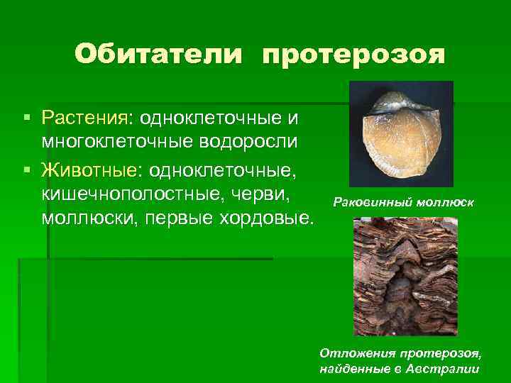 Обитатели протерозоя § Растения: одноклеточные и многоклеточные водоросли § Животные: одноклеточные, кишечнополостные, черви, моллюски,