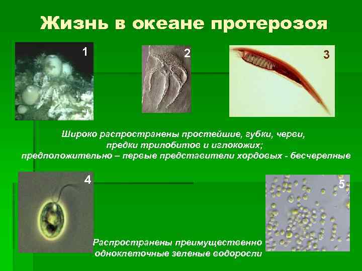 Жизнь в океане протерозоя 1 2 3 Широко распространены простейшие, губки, черви, предки трилобитов