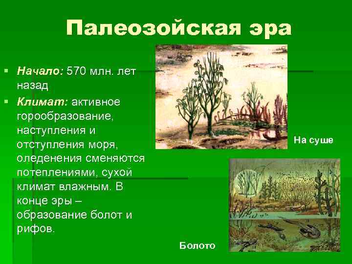 Палеозойская эра § Начало: 570 млн. лет назад § Климат: активное горообразование, наступления и