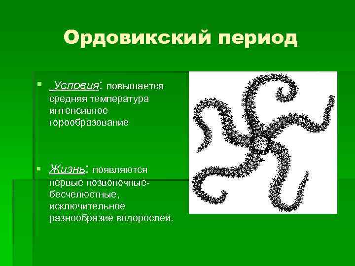 Ордовикский период § Условия: повышается средняя температура интенсивное горообразование § Жизнь: появляются первые позвоночныебесчелюстные,