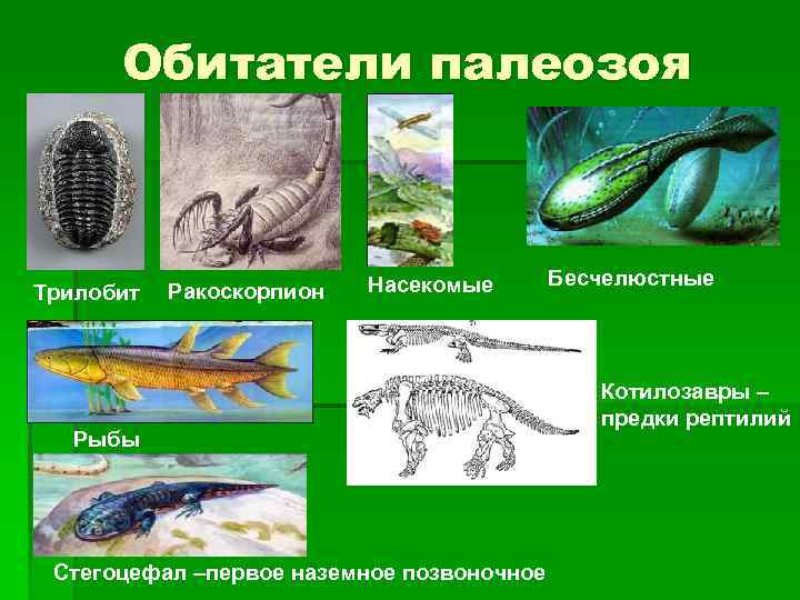 Обитатели палеозоя Трилобит Ракоскорпион Насекомые Рыбы Стегоцефал –первое наземное позвоночное Бесчелюстные Котилозавры – предки