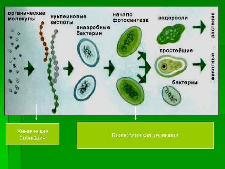 Химическая эволюция Биологическая эволюция 