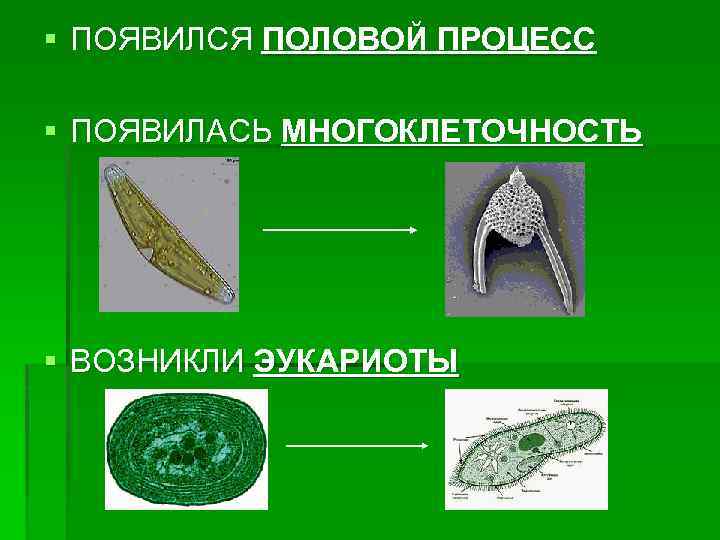 § ПОЯВИЛСЯ ПОЛОВОЙ ПРОЦЕСС § ПОЯВИЛАСЬ МНОГОКЛЕТОЧНОСТЬ § ВОЗНИКЛИ ЭУКАРИОТЫ 