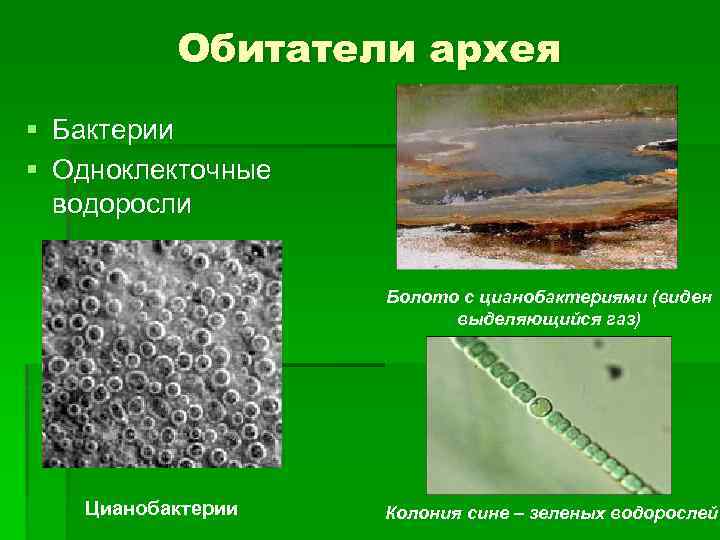 Обитатели архея § Бактерии § Одноклекточные водоросли Болото с цианобактериями (виден выделяющийся газ) Цианобактерии