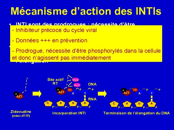 Mécanisme d’action des INTIs • INTI sont des prodrogues : nécessite d’être - Inhibiteur