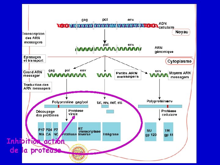 Inhibition action de la protease 