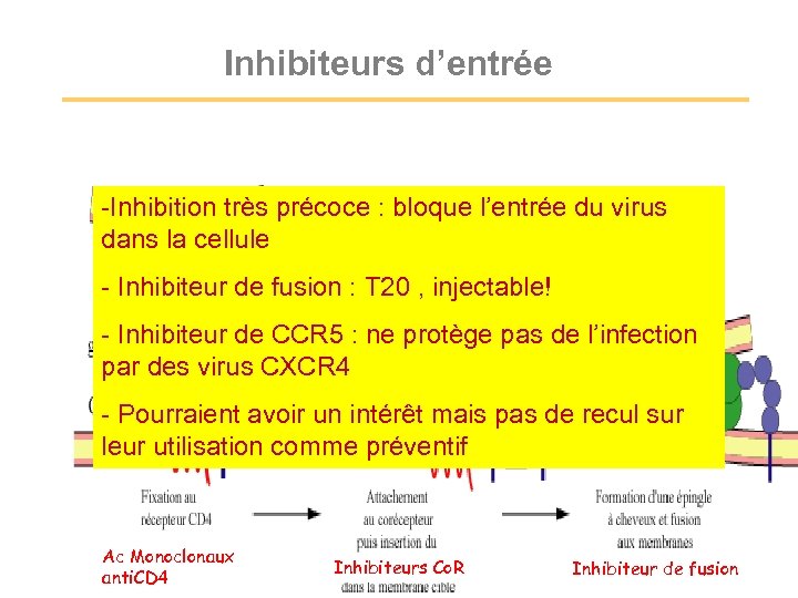 Inhibiteurs d’entrée -Inhibition très précoce : bloque l’entrée du virus dans la cellule -