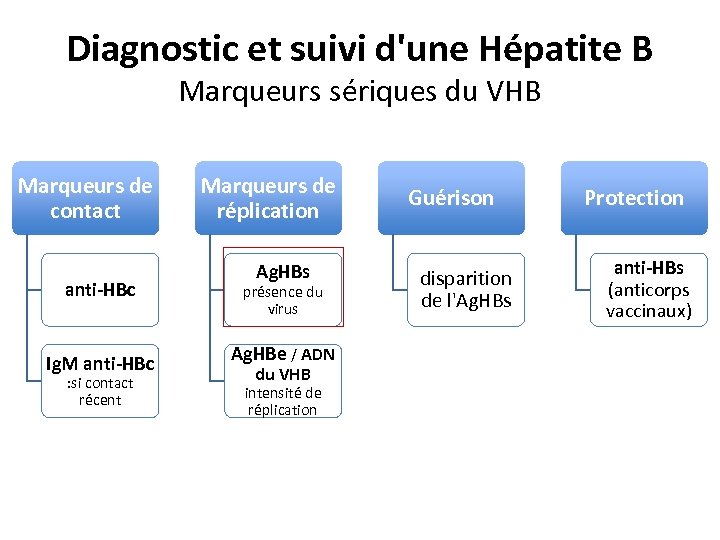 Diagnostic et suivi d'une Hépatite B Marqueurs sériques du VHB Marqueurs de contact anti-HBc