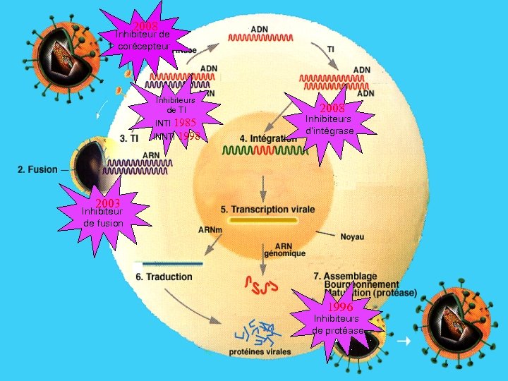 2008 Inhibiteur de corécepteur Inhibiteurs de TI INTI 1985 INNTI 1998 2008 Inhibiteurs d’intégrase