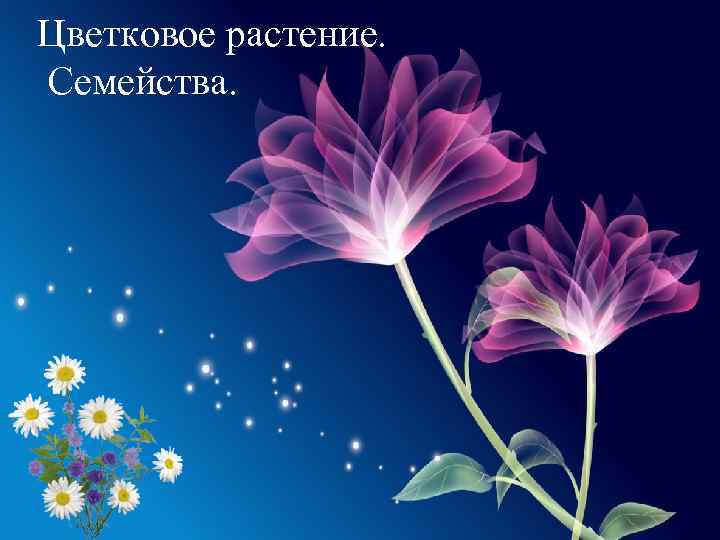 Цветковое растение. Семейства. 