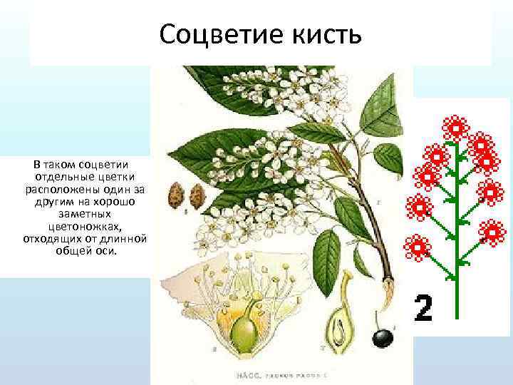 Соцветие кисть В таком соцветии отдельные цветки расположены один за другим на хорошо заметных