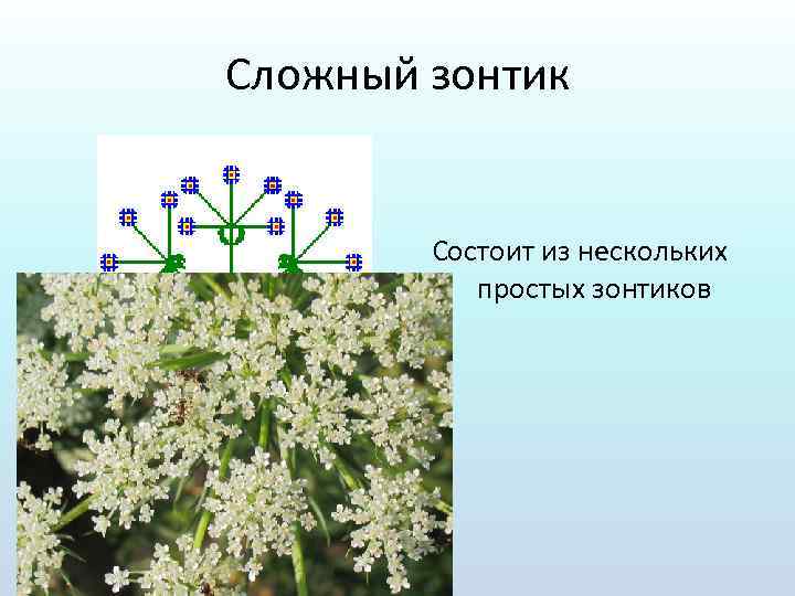 Сложный зонтик Состоит из нескольких простых зонтиков 