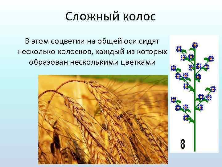 Характеристика соцветия сложный колос. Плод пшеницы соцветие соцветие сложный Колос. Сложный Колос. Растения с соцветием сложный Колос.