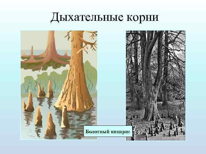 Рисунок дыхательные корни