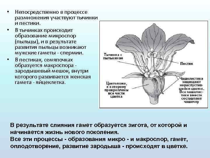 Органами размножения у цветка являются. Основные части цветка участвующие в размножении. Формирование тычинки. Органы размножения цветка.