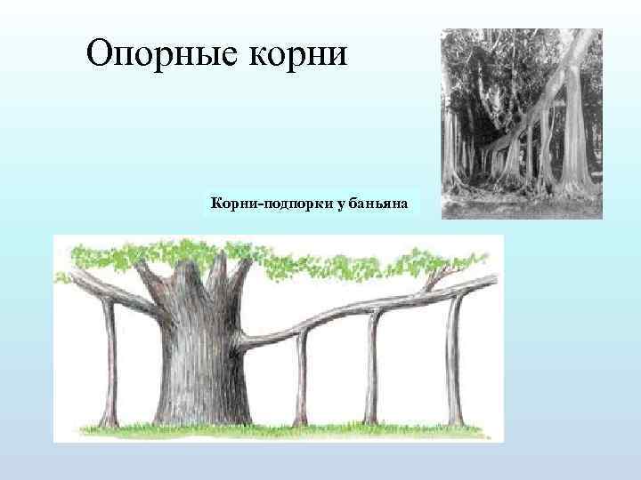 Укажи картинку на которой представлены опорные корни выбери верное изображение