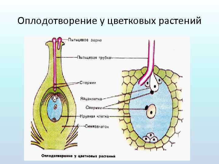 Оплодотворение у цветковых растений 