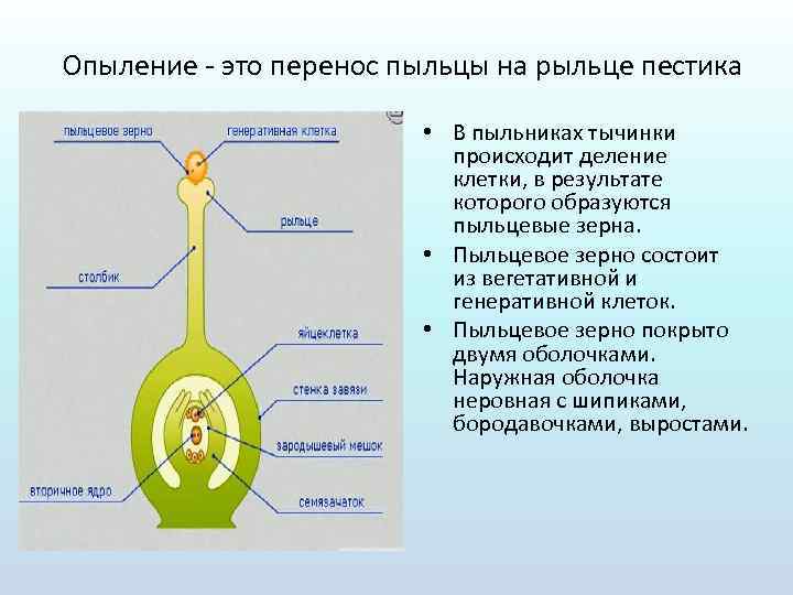 Опыление это перенос пыльцы на рыльце пестика • В пыльниках тычинки происходит деление клетки,