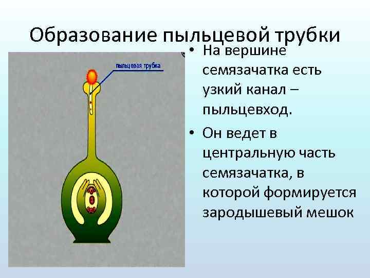 Образование пыльцевой трубки • На вершине семязачатка есть узкий канал – пыльцевход. • Он