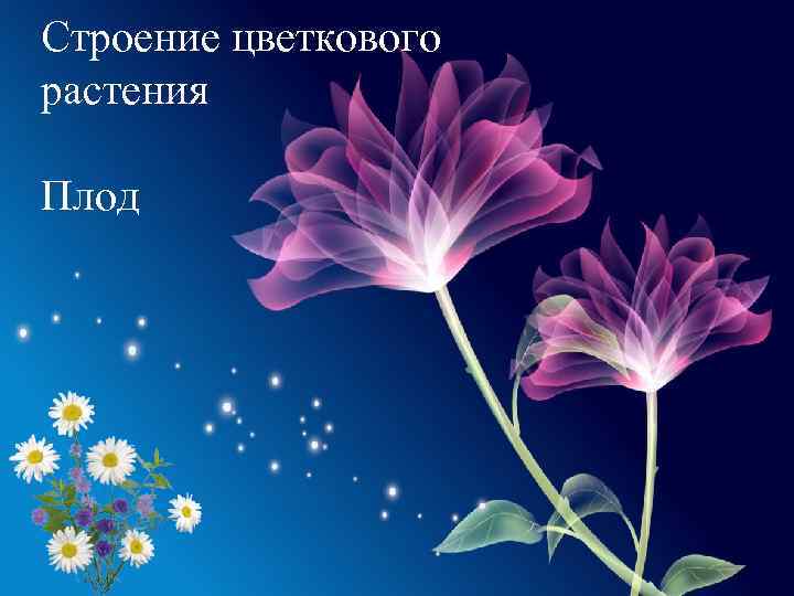 Строение цветкового растения Плод 